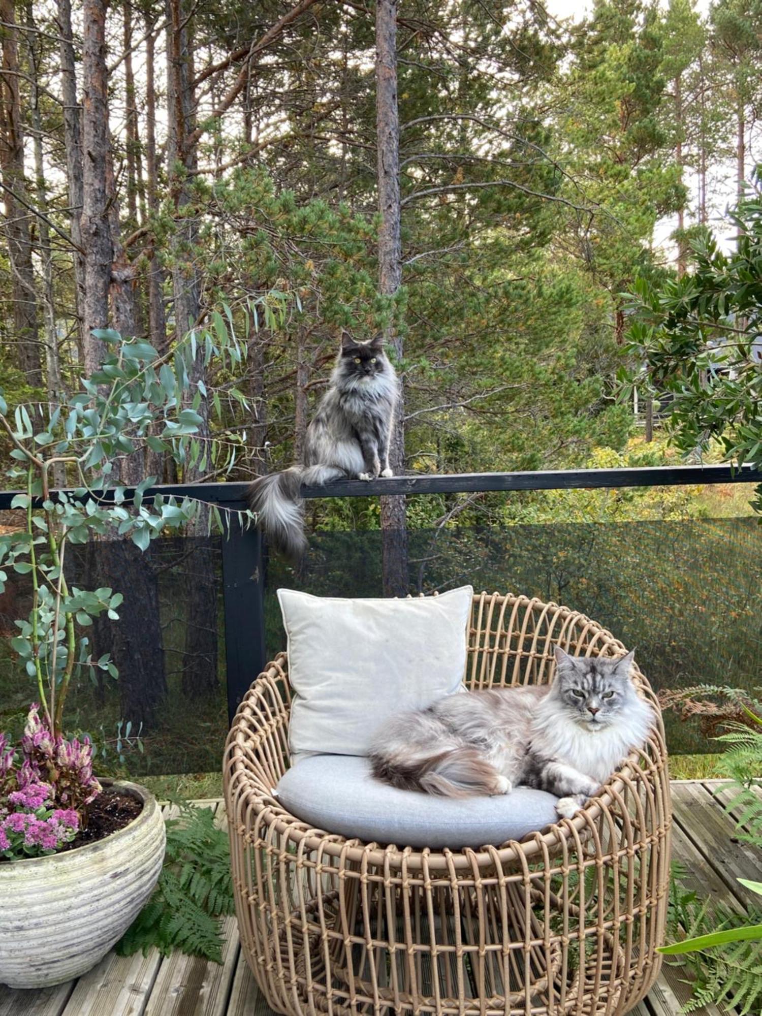 Maven Kustnaera Stugor Kappelshamn Buitenkant foto